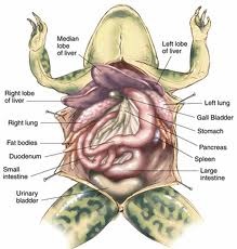 virtual frog dissection site